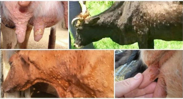 Příznaky a diagnostika kravských neštovic, léčba a prevence skotu